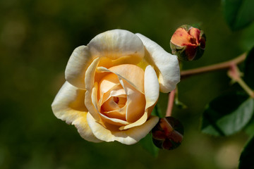 colourful close up of a single yellow charles darwin rose head