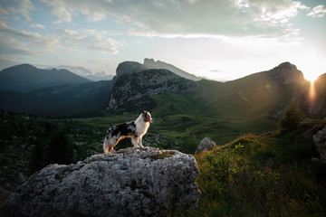 dog on the mountain at sunset. Travelling with a pet, Hiking. Australian shepherd in nature