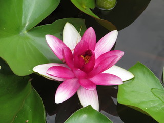 pink water lily