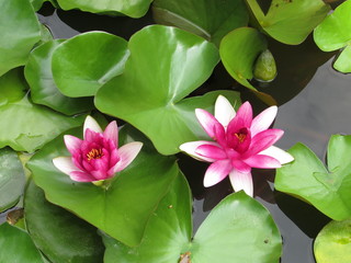 lotus in pond