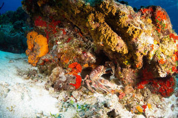 Crab underwater in Cozumel Mexico