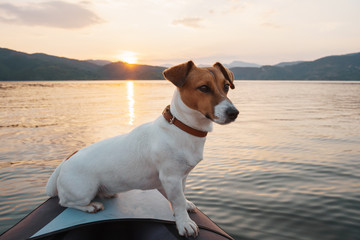 Dog Jack Russell Terrier sits inflatable kayak and looks into the distance of the lake against the backdrop of an orange sunset in the mountains. The disk of the rising sun. Sun rays. Pet