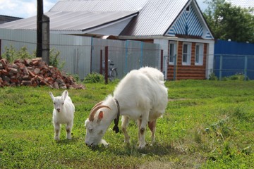 goat with a goat in the street of a village in Russia