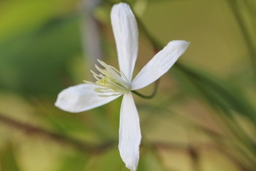 white clematis flower