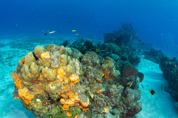 Coral reef in Cozumel Mexico