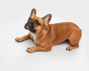 A small French bulldog sits on a white background and looking up, has an interesting face and protruding ears