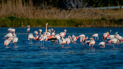 Obraz premium Flamencos