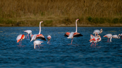 Flamencos