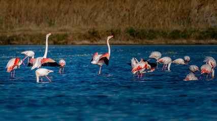 Naklejka premium Flamencos