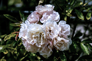 colourful close up of a bunch of white tausendschoen climber rose heads
