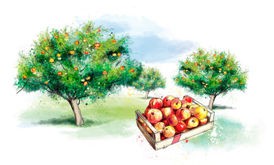 Apfel