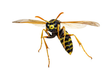 wasp isolated on white