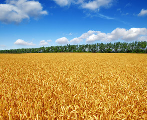 Naklejka premium Wheat field and sun