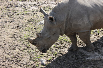 Obraz premium Rhinoceros. Gray rhino. Beautiful rhino in the zoo.