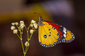 Closeup   beautiful butterfly sitting on flower.