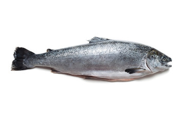 Fresh salmon fish lies on a white table. Sea fish with red meat. Omega B3