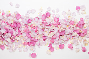 Pink rose flowers petals on white background. Flat lay, top view, copy space.