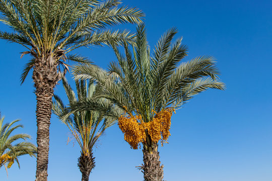 Tropical palm trees with fruit