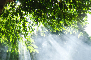The sun shines through trees and smoke in the forest.