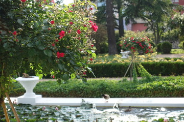 Obraz premium Luxury lifestyle garden background.