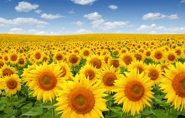 Gartenposter Sonnenblumenfeld am Himmel © Alekss
