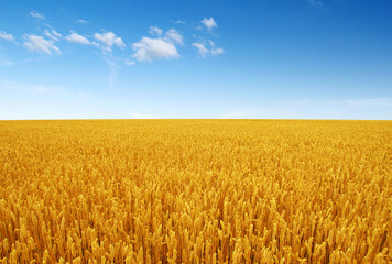 Golden wheat field © Alekss