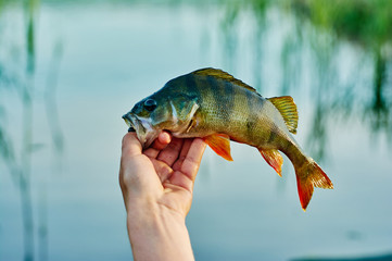 Caught trophy fish perch in the hand of a fisherman. The bait in a predator jaw. Spinning sport fishing.  Catch & release. The concept of outdoor activities.