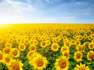 field of sunflowers