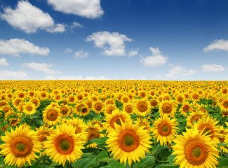 Fototapeta premium Sunflowers field on sky