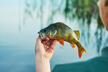 Caught trophy fish perch in the hand of a fisherman. The bait in a predator jaw. Spinning sport fishing.  Catch & release. The concept of outdoor activities.