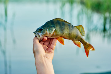 Caught trophy fish perch in the hand of a fisherman. The bait in a predator jaw. Spinning sport fishing.  Catch & release. The concept of outdoor activities.