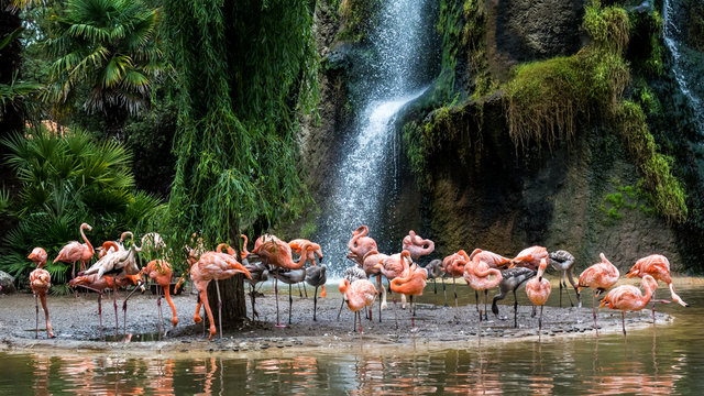 Flamants roses