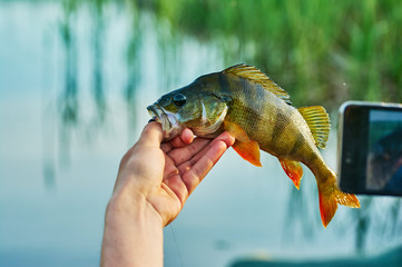 Photographing on a smartphone the caught fish perch trophy in the hand of a fisherman. Bait in a predatory jaw. Spinning, sport fishing.  The concept of active recreation. Catch and release.