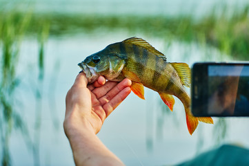 Photographing on a smartphone the caught fish perch trophy in the hand of a fisherman. Bait in a predatory jaw. Spinning, sport fishing.  The concept of active recreation. Catch and release.