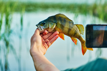 Photographing on a smartphone the caught fish perch trophy in the hand of a fisherman. Bait in a predatory jaw. Spinning, sport fishing.  The concept of active recreation. Catch and release.