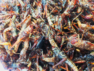 Thai food at market. Fried insects mealworms for snack