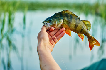 Caught trophy fish perch in the hand of a fisherman. The bait in a predator jaw. Spinning sport fishing.  Catch & release. The concept of outdoor activities.