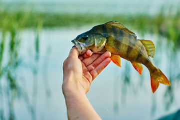 Caught trophy fish perch in the hand of a fisherman. The bait in a predator jaw. Spinning sport fishing.  Catch & release. The concept of outdoor activities.