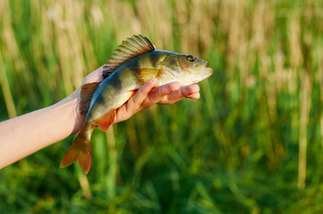 Caught trophy fish perch in the hand of a fisherman.  Spinning sport fishing.  Catch & release. The concept of outdoor activities.