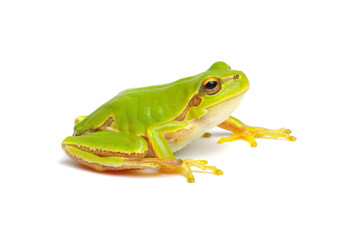 Green tree frog isolated on white