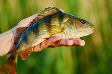 Caught trophy fish perch in the hand of a fisherman.  Spinning sport fishing.  Catch & release. The concept of outdoor activities.