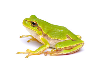 Green tree frog isolated on white