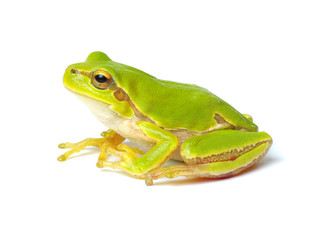 Green tree frog isolated on white