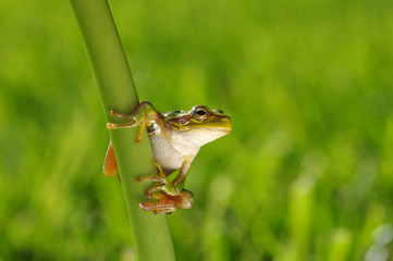 Green tree frog on grass