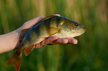 Caught trophy fish perch in the hand of a fisherman.  Spinning sport fishing.  Catch & release. The concept of outdoor activities.