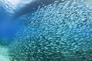 School of fish in Cozumel Mexico