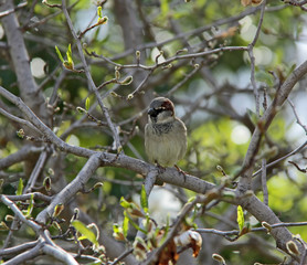 piaf sur l arbre