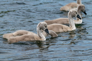 Mute swan cygnets with one feeding with head submerged below the water
