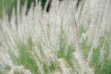 Closeup blossom flowers of thatched grass grow in the wild field