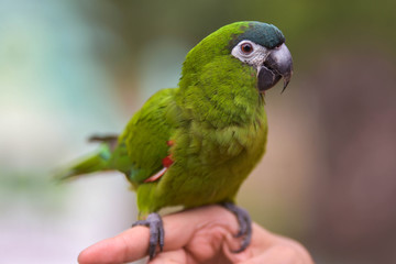 Perroquet vert 